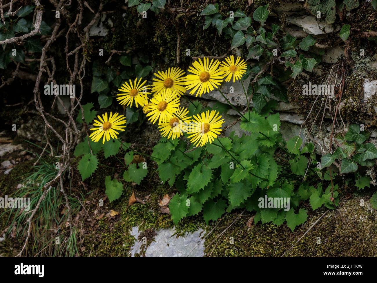 Eastern Leopard's-bane, Doronicum columnae, in flower on limestone, north-west Greece. Stock Photo