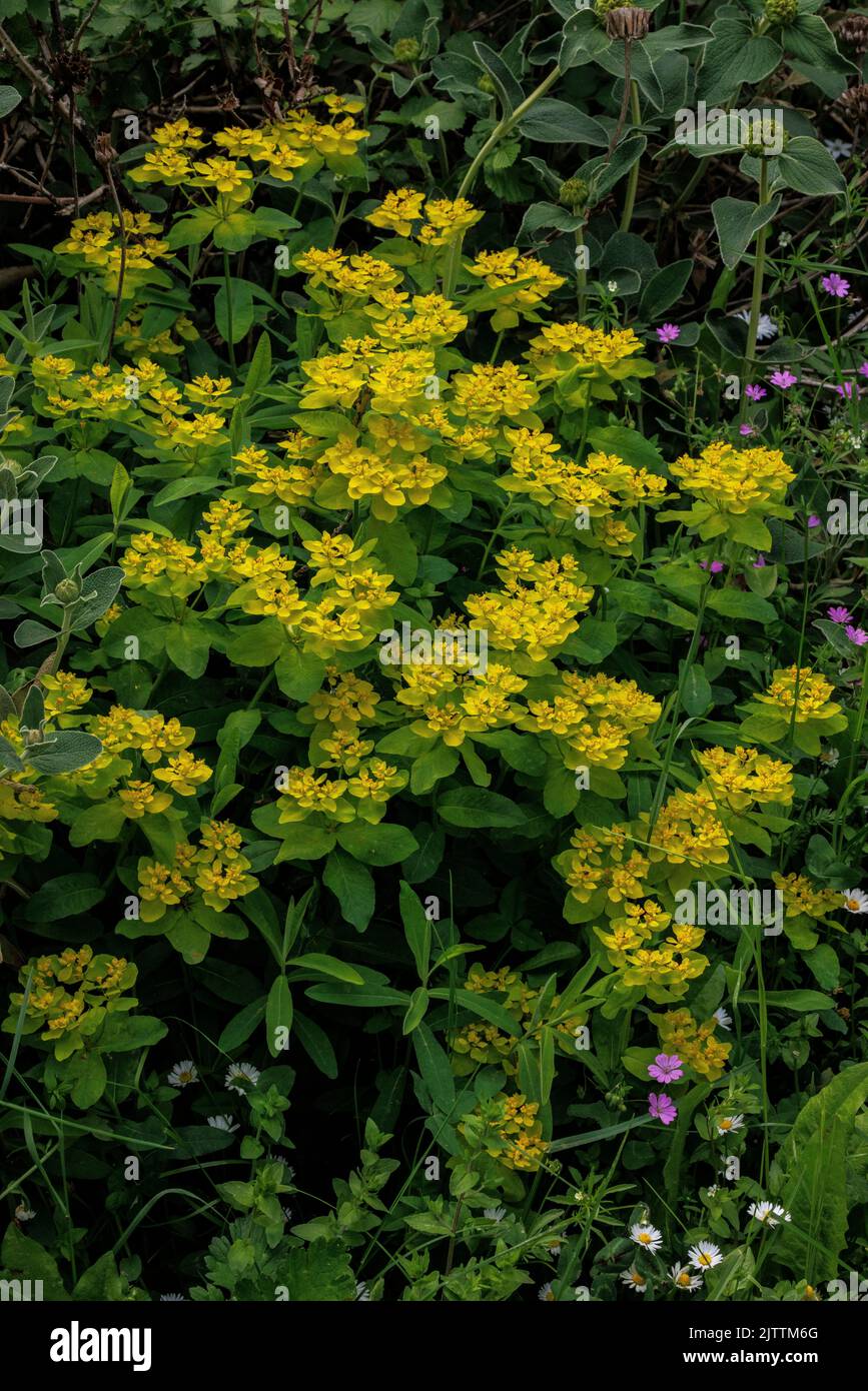 Warty Spurge, Euphorbia verrucosa in flower in woodland clearing, Greece. Stock Photo