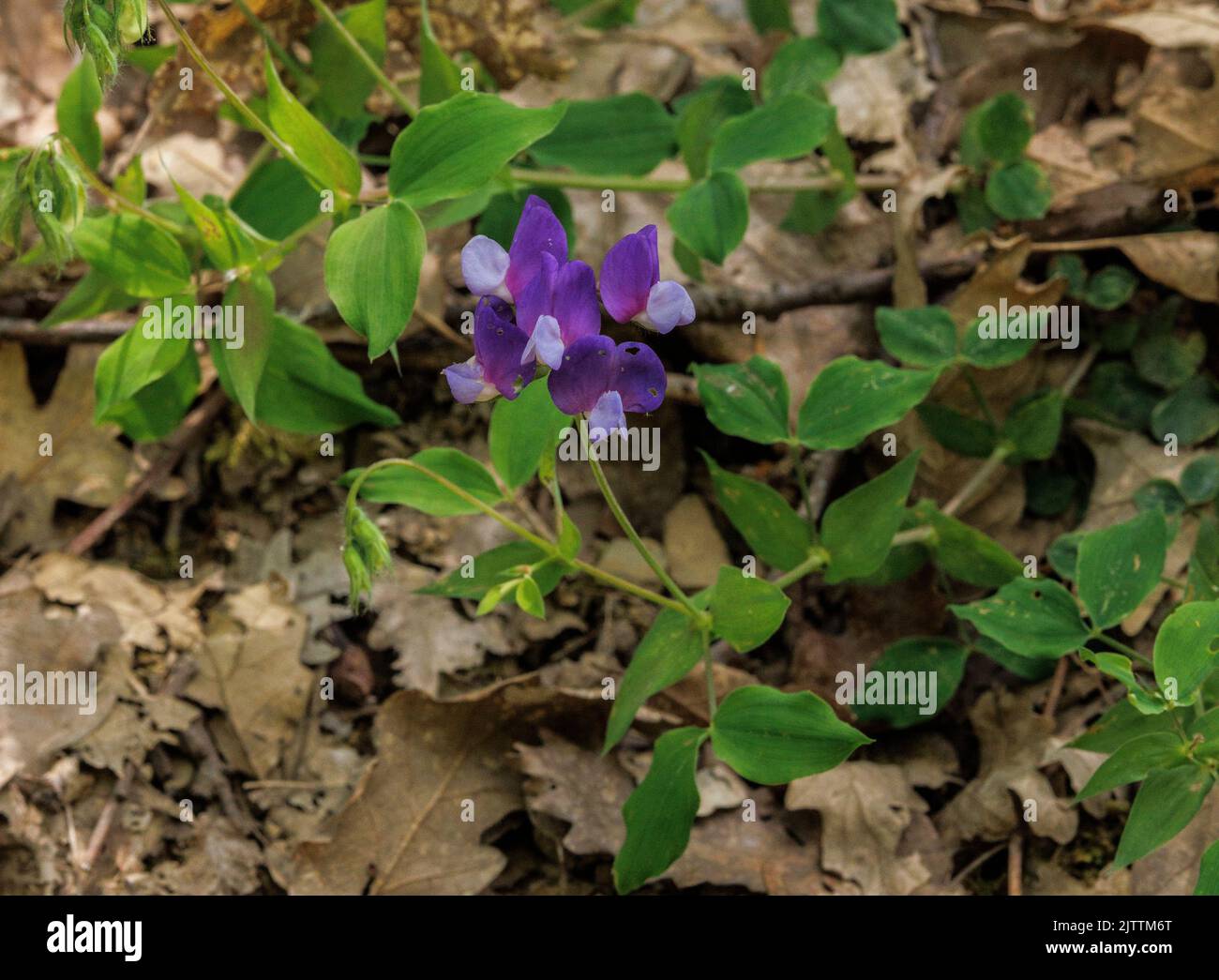 A vetchling, Lathyrus laxiflorus in open woodland, Greece. Stock Photo