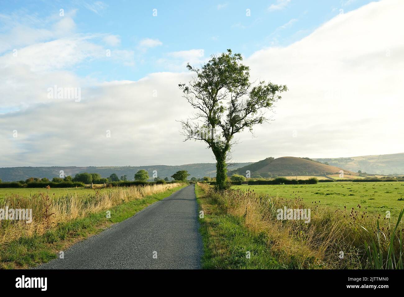 August 2022 - Lone tree on a quiet straight country road with Nyland hill in the background. Stock Photo