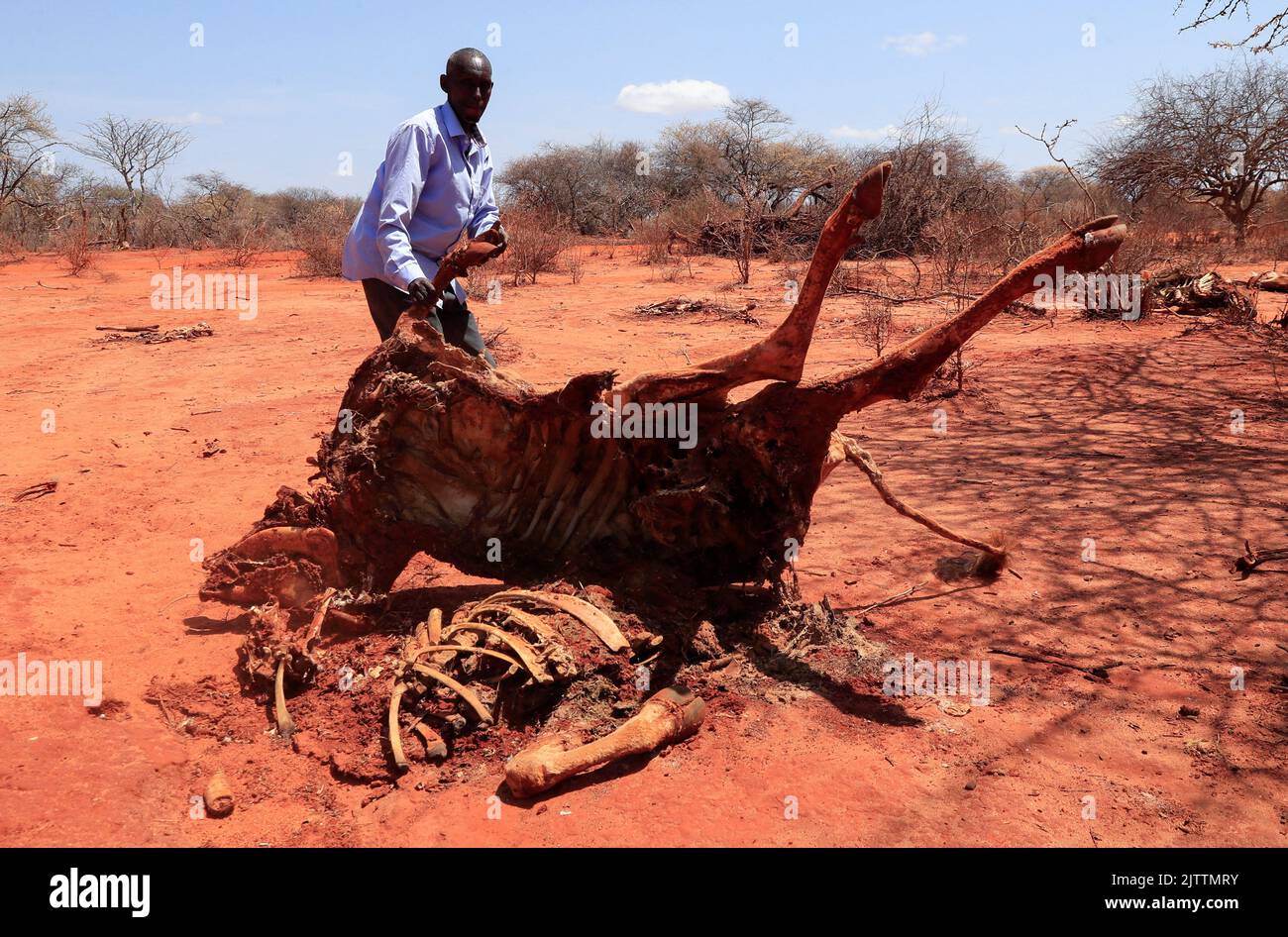 56-years-old pastoralist Ali Hacho Ali moves the carcass of his dead cow following a prolonged drought  in Eresteno village along the Wajir-Mandera border in Mandera, Kenya, September 1, 2022. REUTERS/Thomas Mukoya Stock Photo