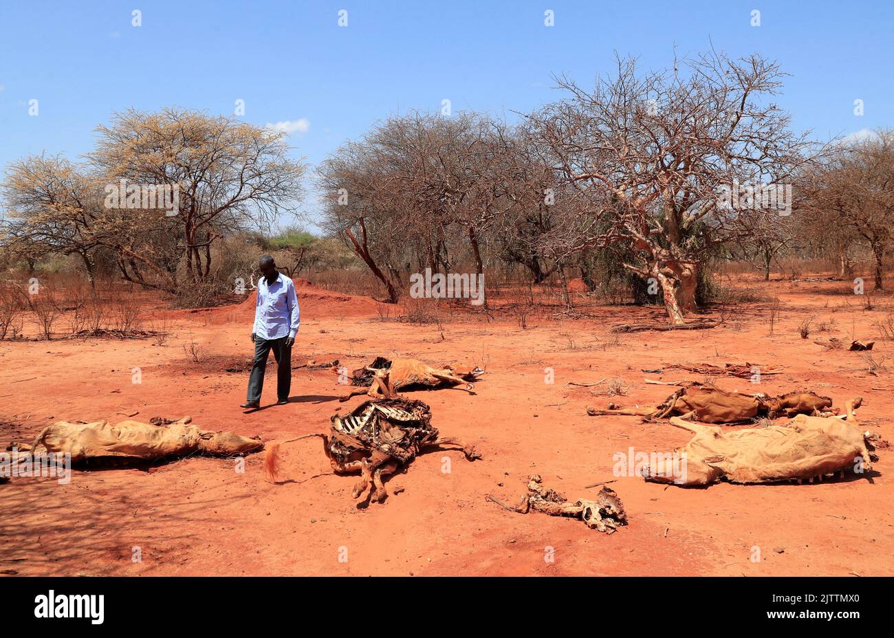56-years-old pastoralist Ali Hacho Ali looks at the carcass of his dead cows following a prolonged drought near the Kenya-Ethiopia border in Eresteno village along the Wajir-Mandera border in Mandera region, Kenya September 1, 2022. REUTERS/Thomas Mukoya Stock Photo