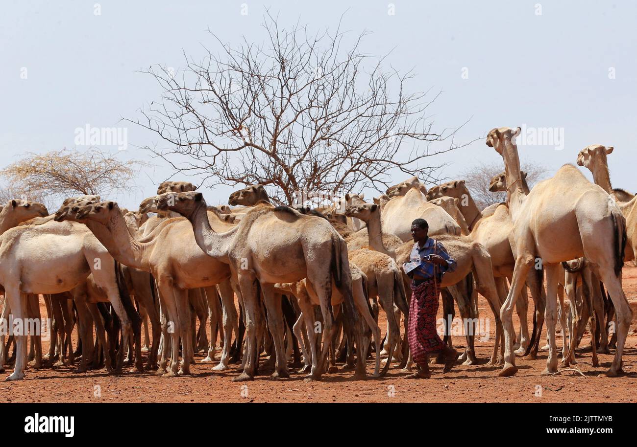 A pastoralist escorts camels to a watering point following a prolonged drought near the Kenya-Ethiopia border in Takaba, in Mandera region, Kenya, September 1, 2022. REUTERS/Thomas Mukoya Stock Photo