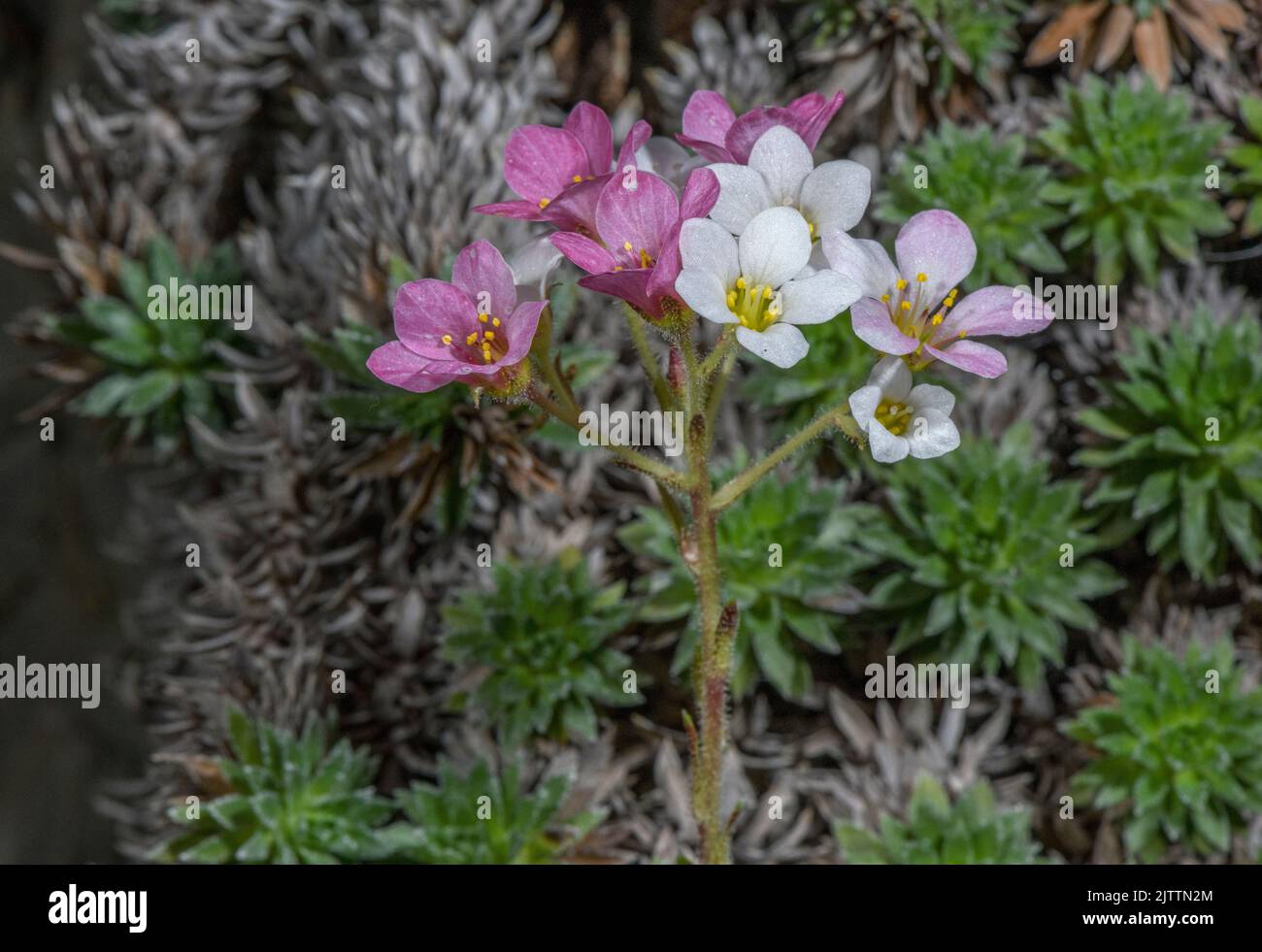 An endemic Balkan Saxifrage, Saxifraga scardica on Mount Olympus, Greece. Stock Photo