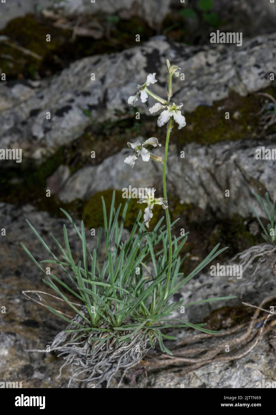 Sad Stock, Matthiola fruticulosa in flower on limestone, Greece. Stock Photo