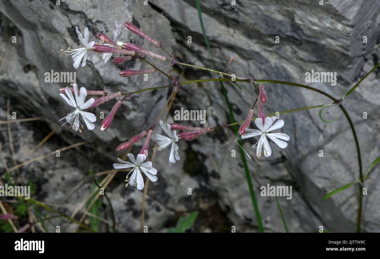 Italian Catchfly, Silene italica in flower in limestone gorge. Stock Photo