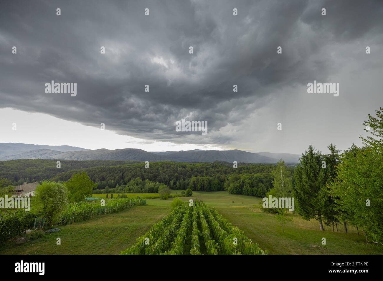 Photo of a wineyard in dolenjska region of slovenia with dense and thick clouds coming over the sky. Rain on the right side visible. Stock Photo