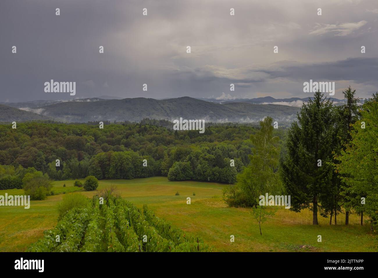 Photo of a wineyard in dolenjska region of slovenia with dense and thick clouds coming over the sky. Rain on the right side visible. Stock Photo