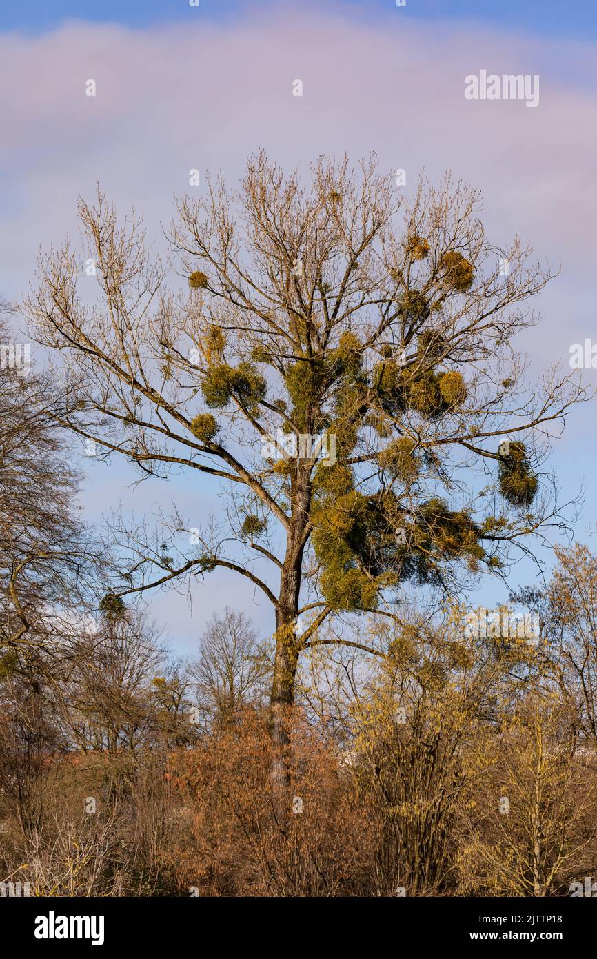 A prominent row of trees on the edge of a field with many medlars Stock Photo