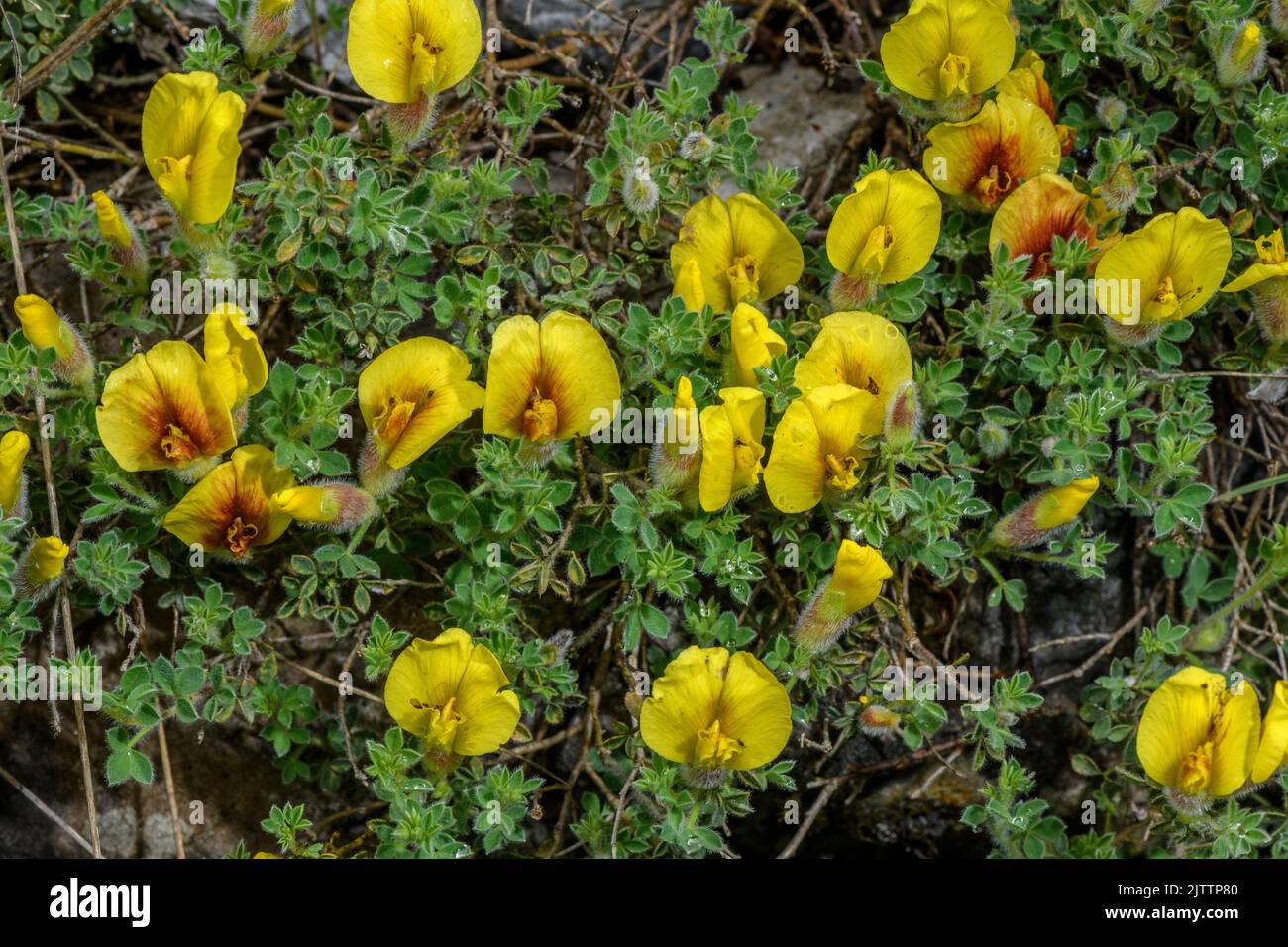 Hairy Broom, Cytisus hirsutus subsp. polytrichus, in flower on Mount Olympus. Stock Photo
