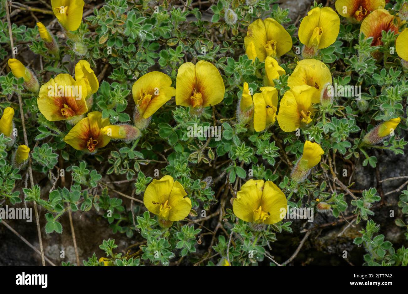 Hairy Broom, Cytisus hirsutus subsp. polytrichus, in flower on Mount Olympus. Stock Photo