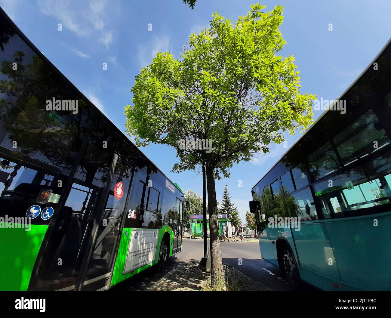 Bucharest, Romania - August 29, 2022: A green tree between two public transport buses. This image is for editorial use only. Stock Photo