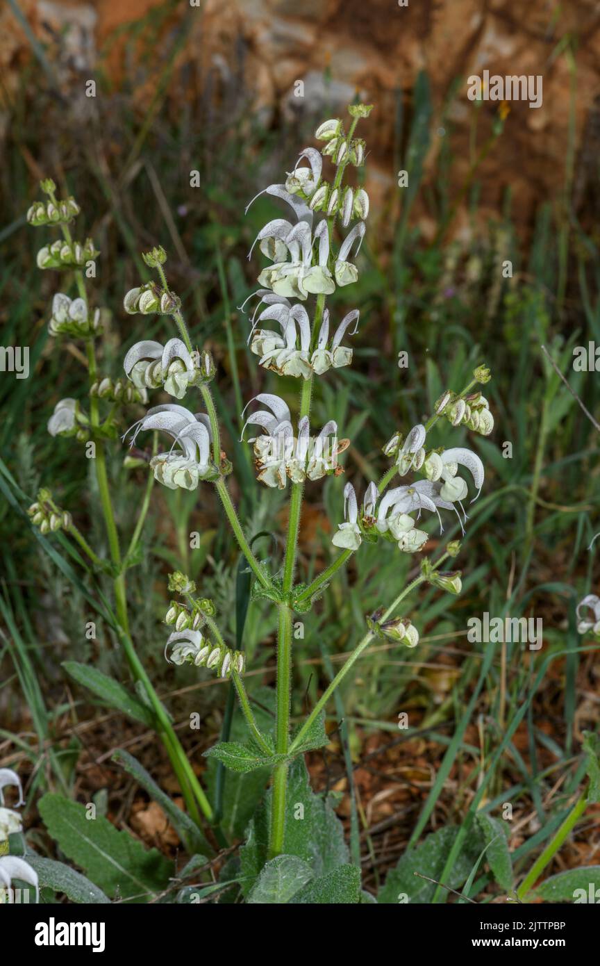 Silver sage, Salvia argentea in flower on limestone bank, Greece. Stock Photo