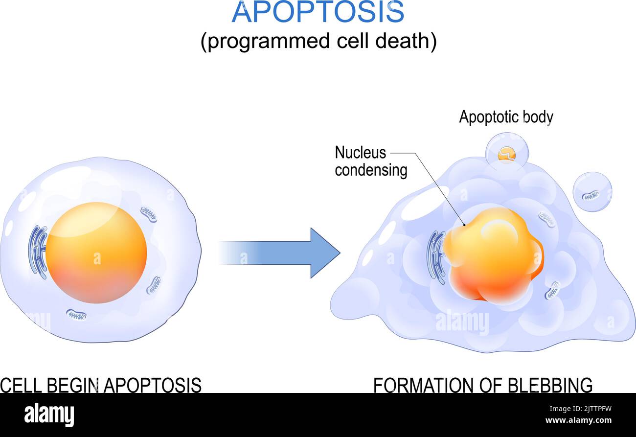 Apoptosis. programmed cell death. aging process in cells. Structural changes of ageing and senescent cells from normal cell to final stage Stock Vector