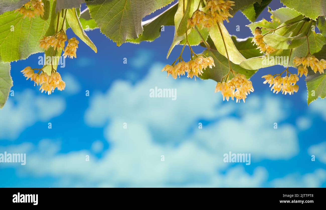 Fresh linden flowers background with bright sky and clouds Stock Photo