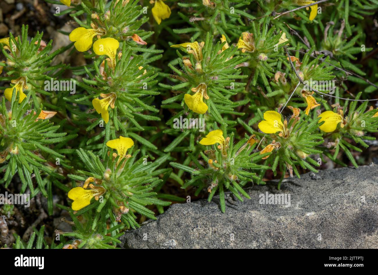 Ground Pine in its pretty eastern form, Ajuga chamaepitys ssp chia; Greece. Stock Photo