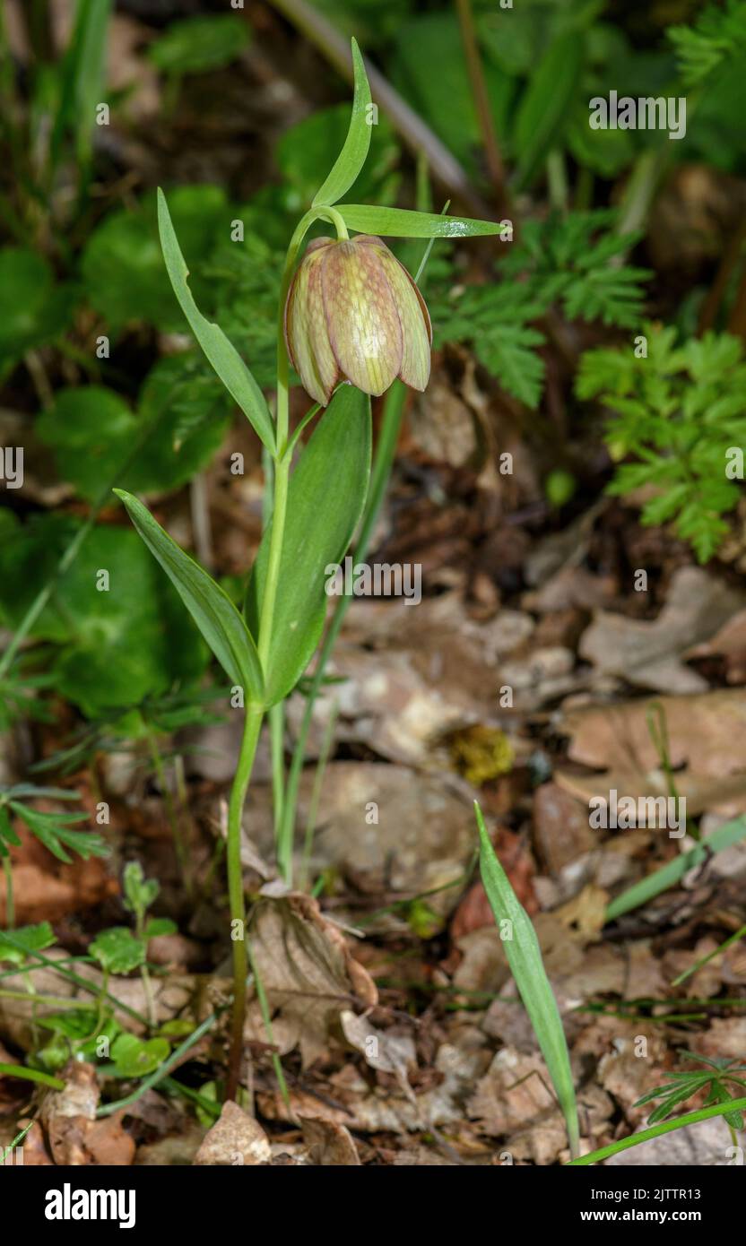 A form of Greek Fritillary, Fritillaria graeca subsp. thessala, in flower in the Vikos Gorge, Greece. Stock Photo