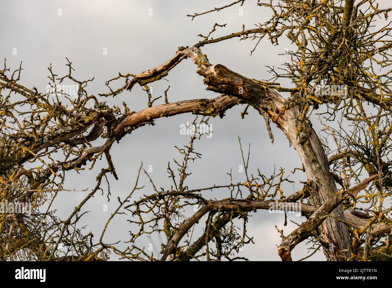 After the strong wind in winter, the damage and the tree breakage become apparent Stock Photo