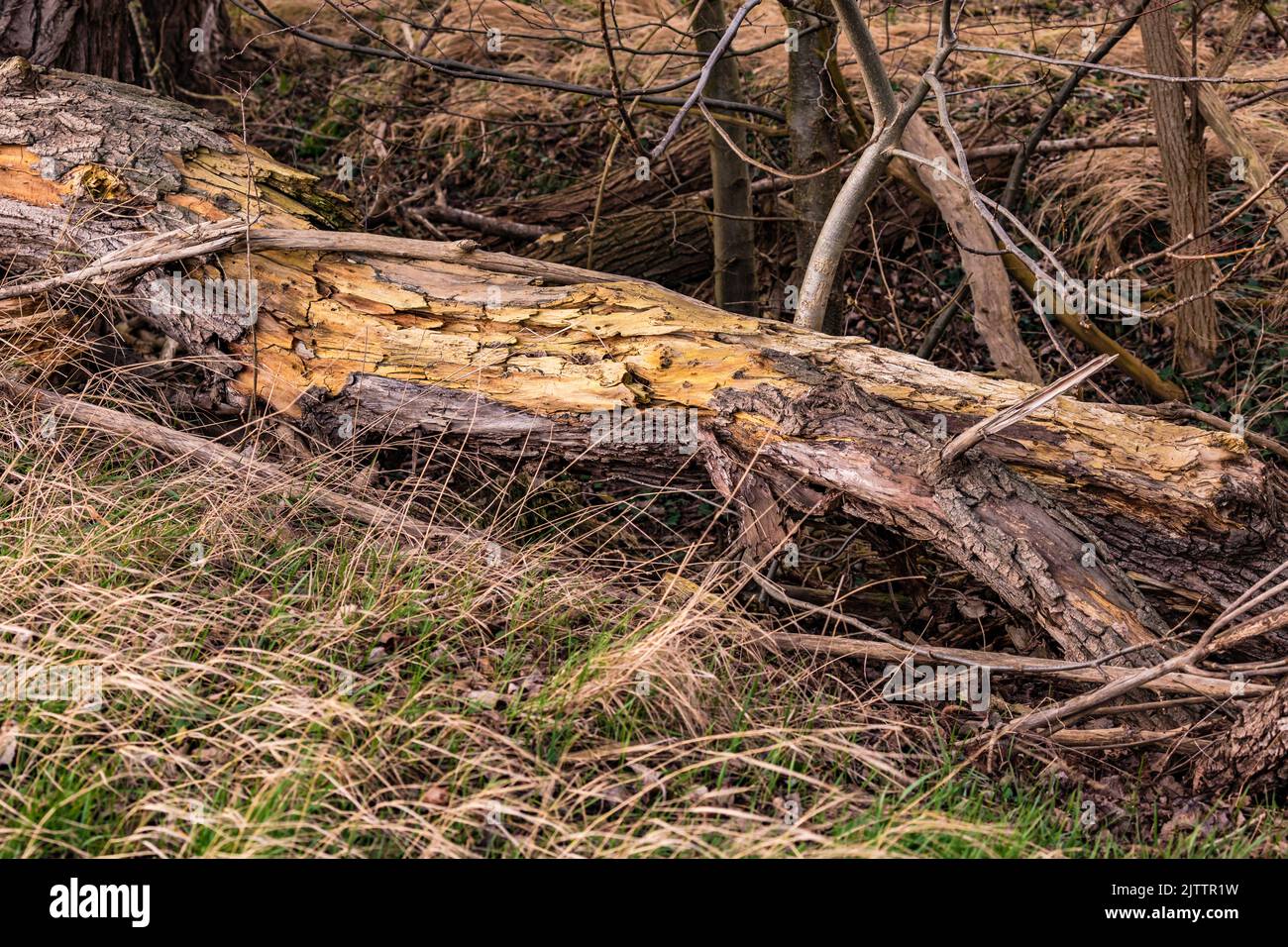 A dead tree trunk lies on the ground in a protected forest and is being broken down into its individual parts Stock Photo