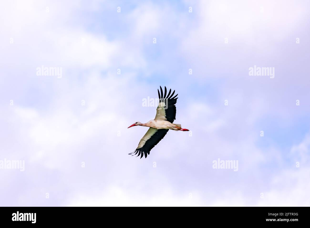 Close up of an alert stork gliding in flight on a cloudy day Stock Photo