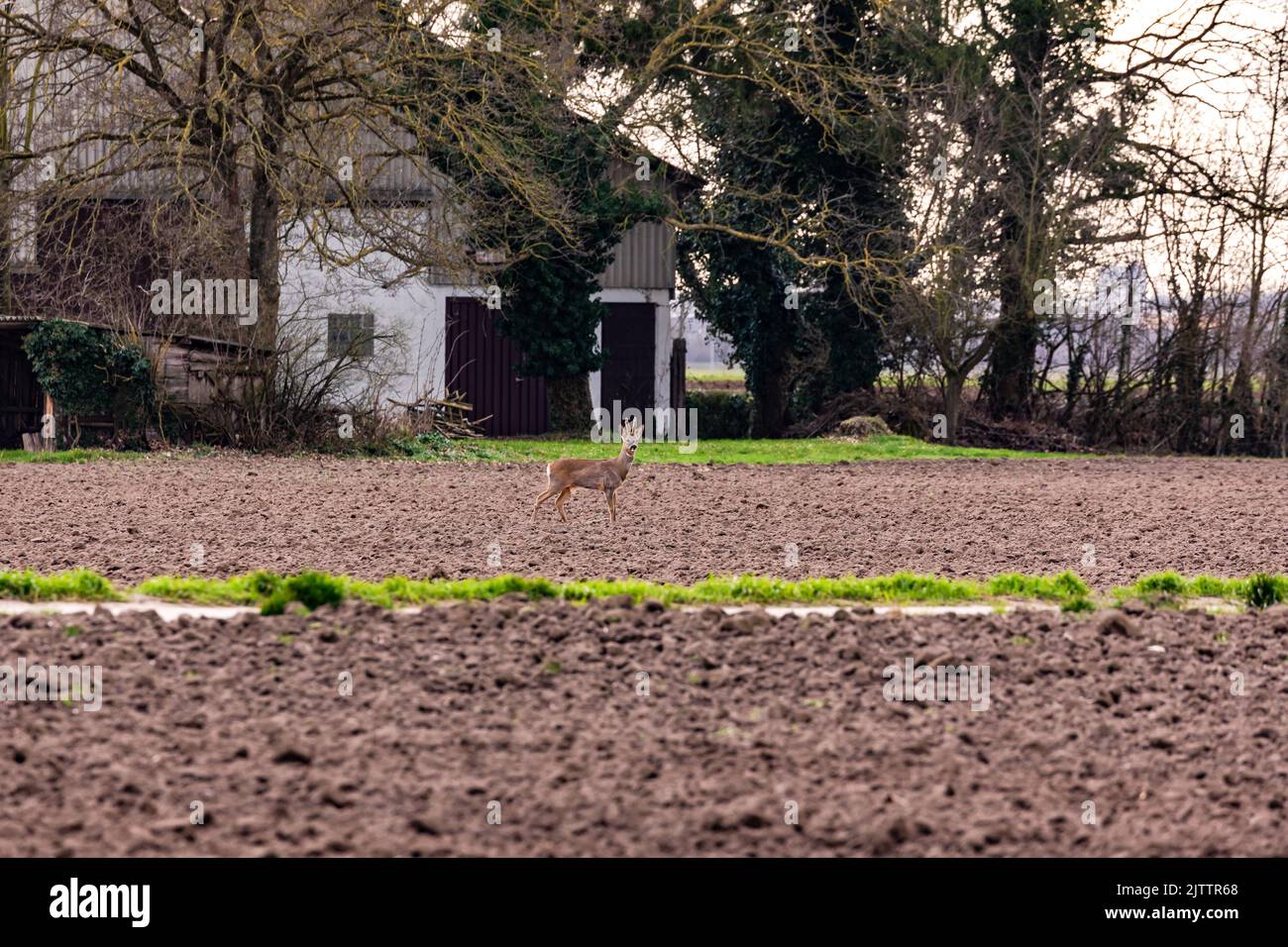 In search of food, a deer roams the fields and meadows at a farm Stock Photo