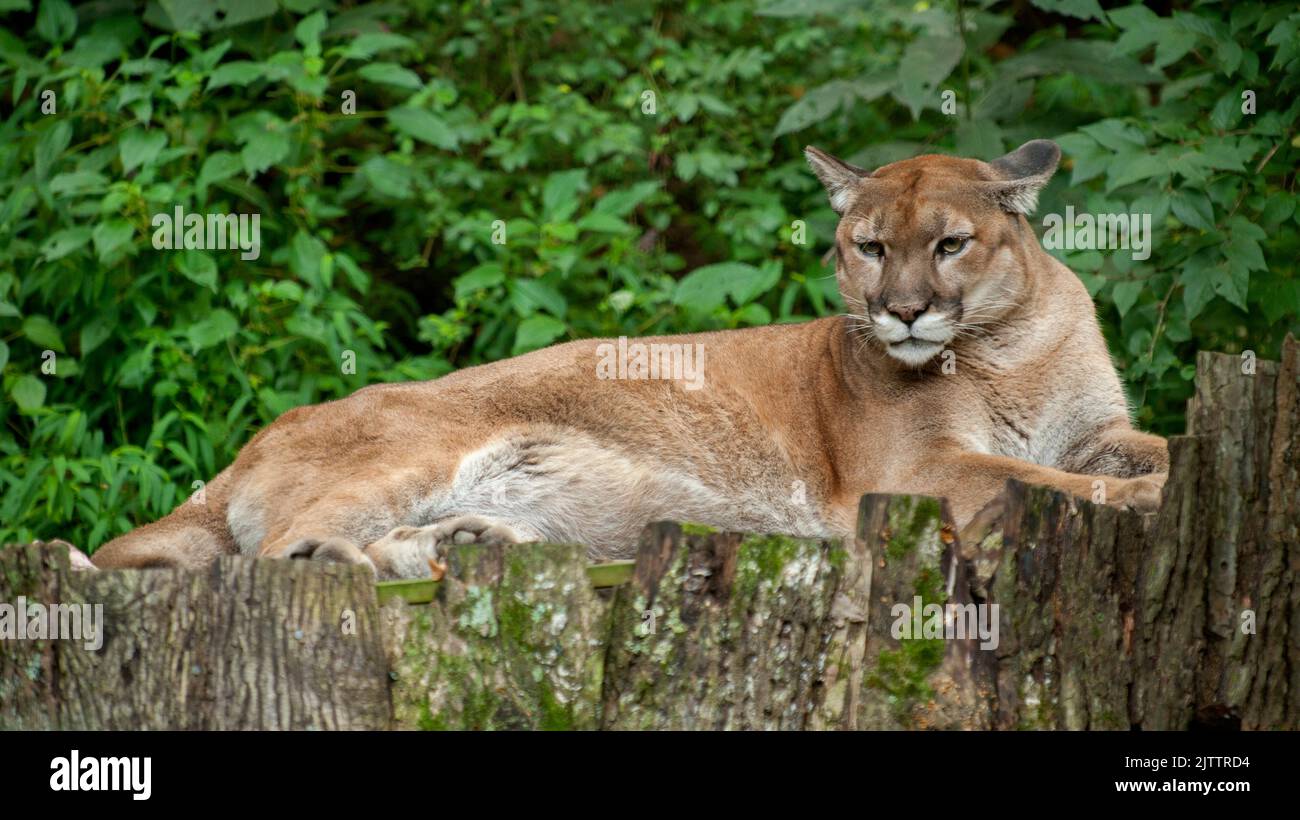A cougar (Felis concolor) aka Mountain Lion, Puma, Catamount at the Nashville Zoo at Grassmere, Nashville TN Stock Photo