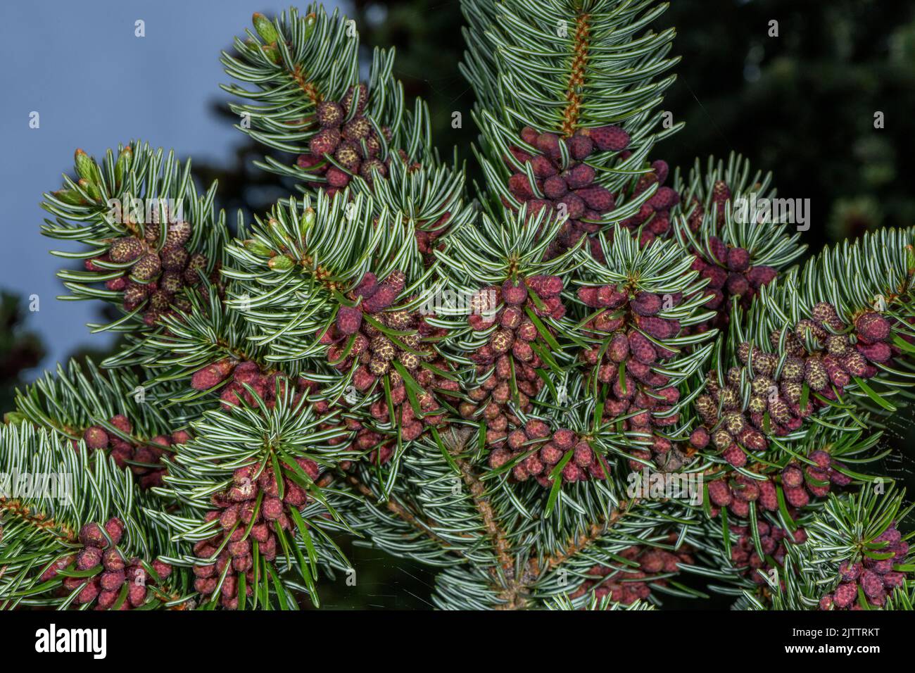 Male flowers and foliage of King Boris’ fir, Abies boris-regii, in the Pindos Mountains, Greece. Stock Photo