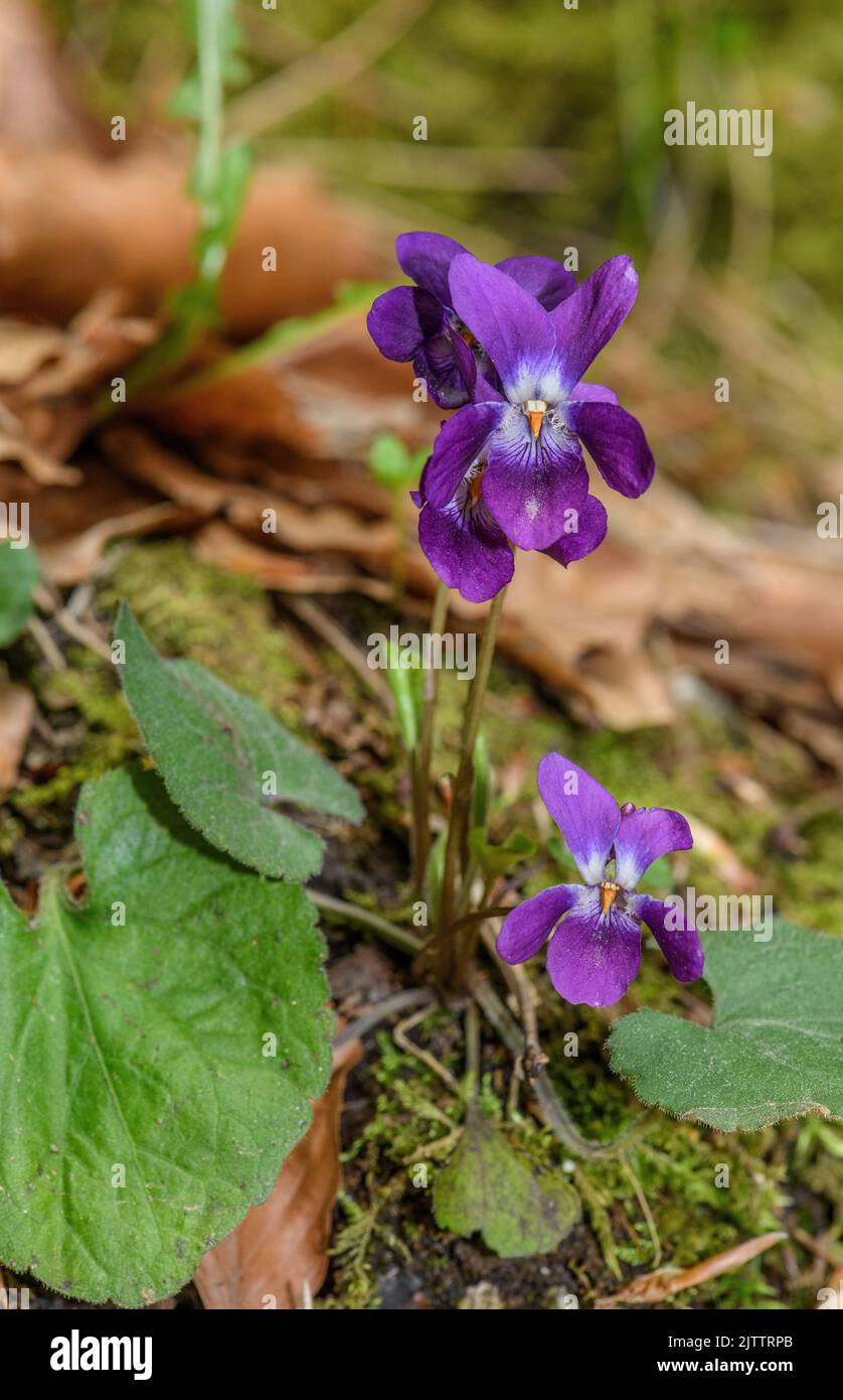 A dark blue-purple violet, Viola alba subsp. dehnhardtii in woodland, Greece. Stock Photo