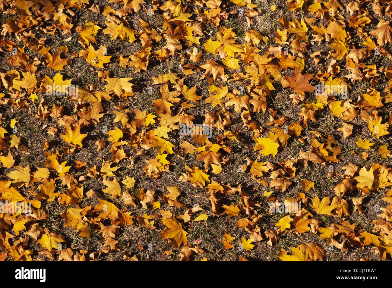 beautiful golden leaves lie on the ground Stock Photo