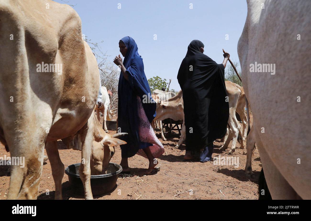 Pastoralists feed cows with sorted maize following a prolonged drought near the Kenya-Ethiopia border in Takaba, in Mandera region, Kenya, September 1, 2022. REUTERS/Thomas Mukoya Stock Photo