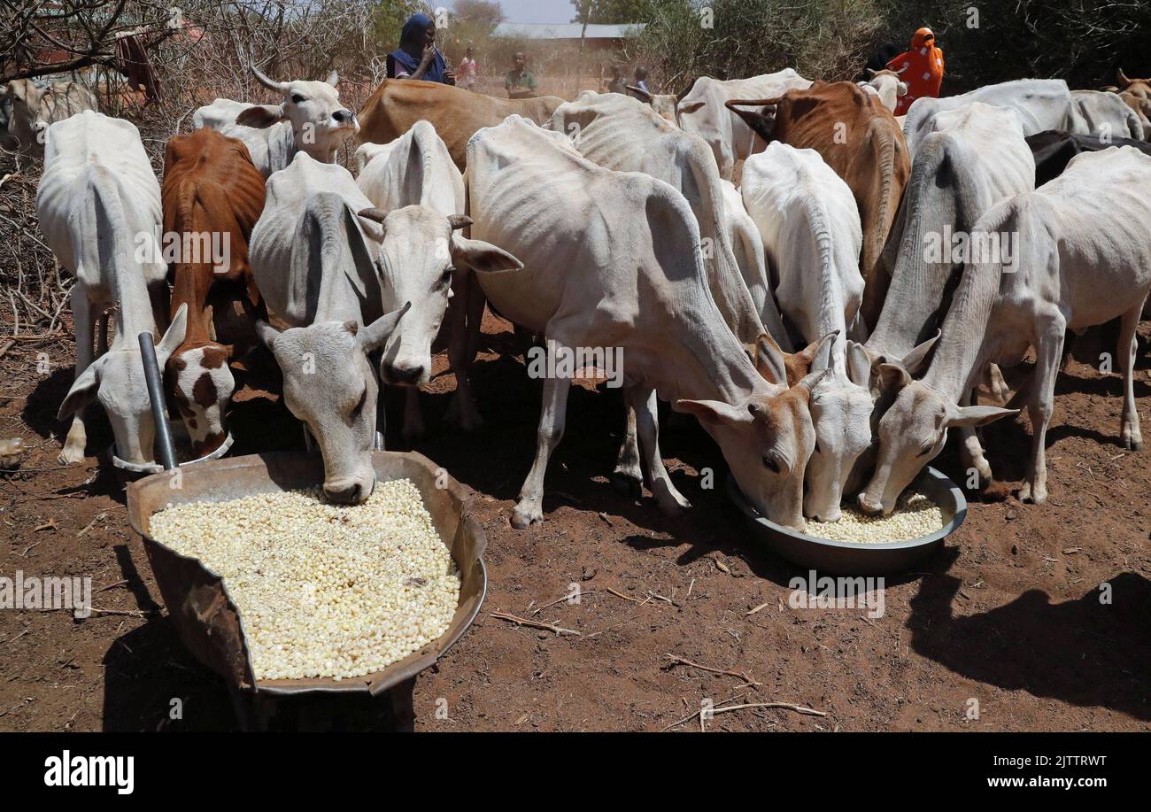 Cows eat sorted maize following a prolonged drought near the Kenya-Ethiopia border in Takaba, in Mandera region, Kenya September 1, 2022. REUTERS/Thomas Mukoya Stock Photo