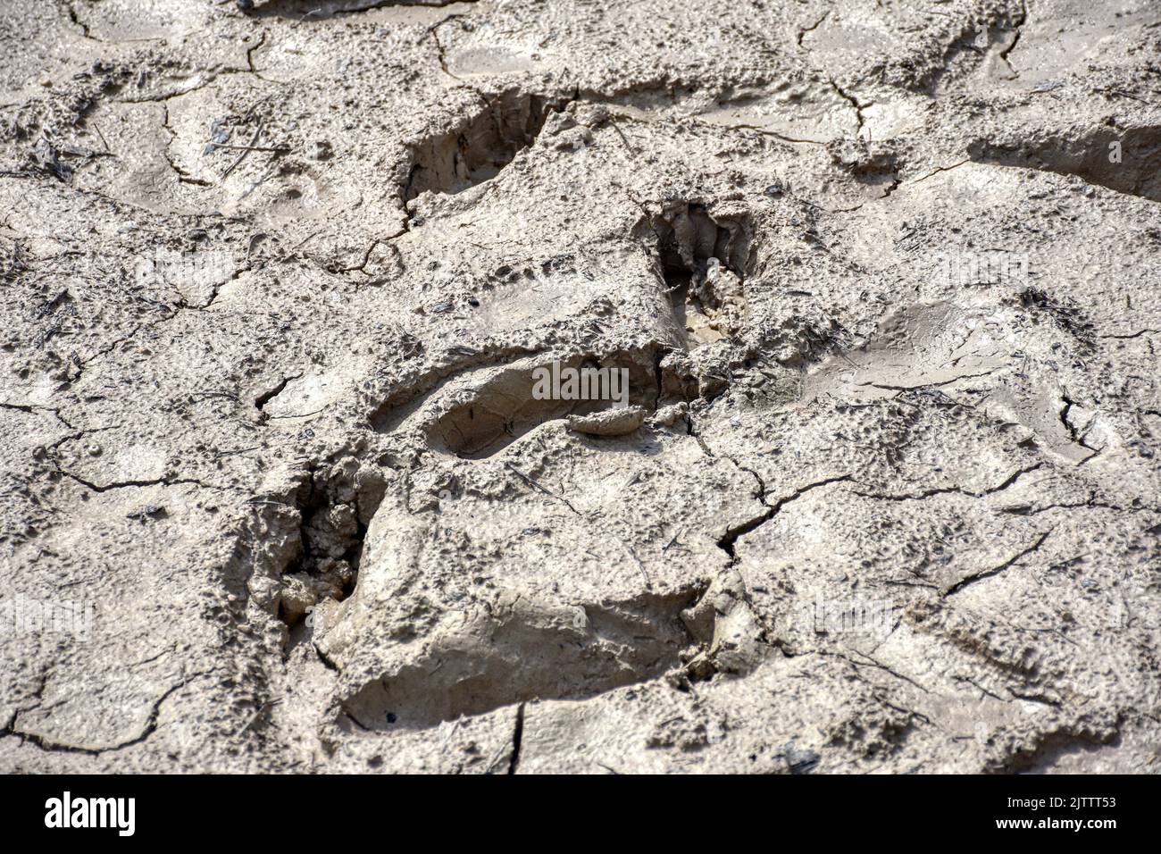 Flussbett, ausgetrocknet, Schlamm, ausgetrocknet, Kruste, verkrustet, hart, trocken, Klimawandel, Wasserknappheit, Lago di Redone, Redone, Tramontina, Stock Photo