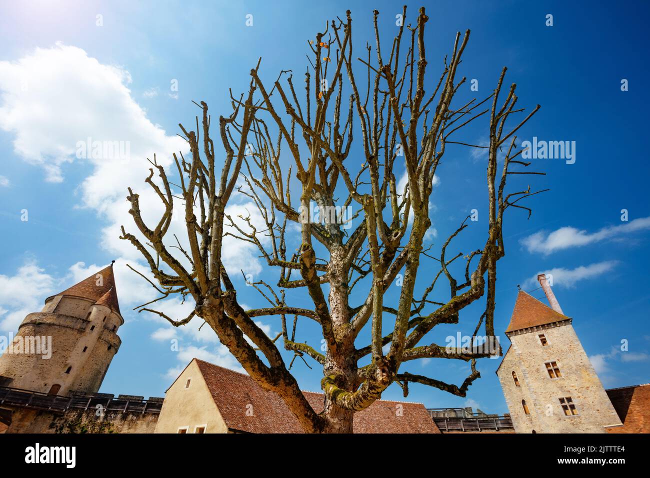 Old tree in court over walls and towers of Blandy castle Stock Photo