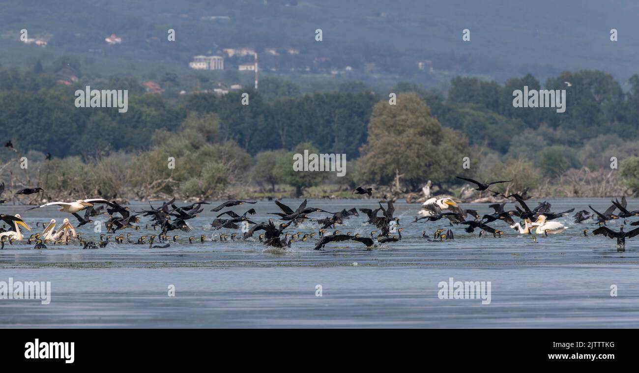 Large flock of Common Cormorants, Phalacrocorax carbo, in feeding ...