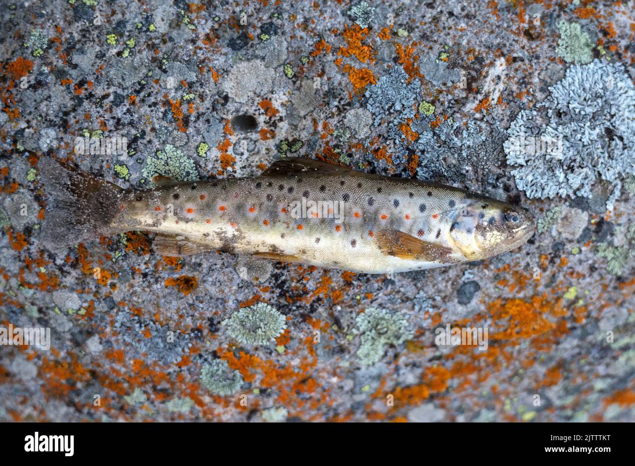 Caught brown trout or Salmo trutta on a stone Stock Photo