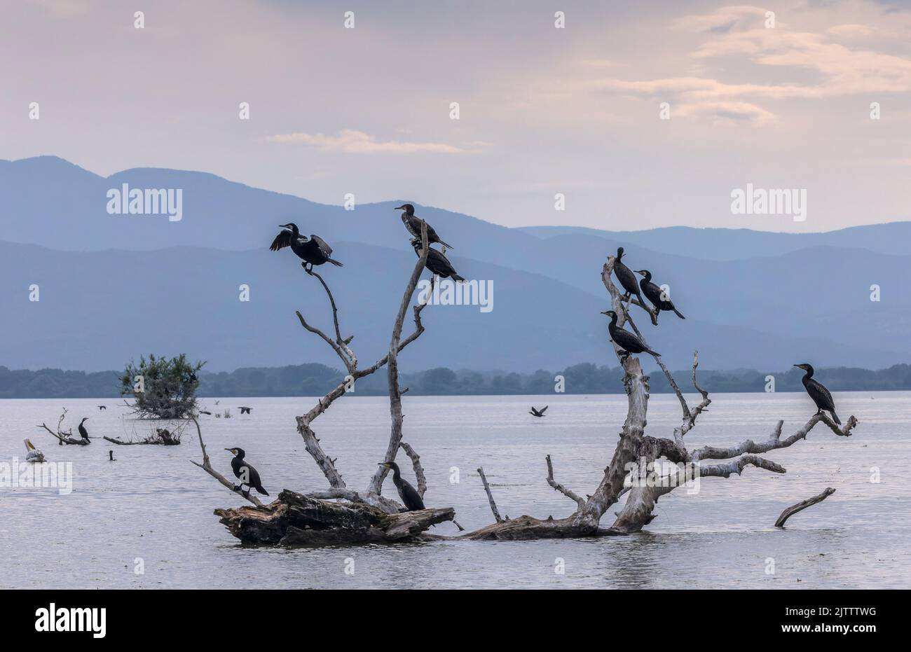 Common Cormorants, Phalacrocorax carbo, roosting and loafing in dead ...