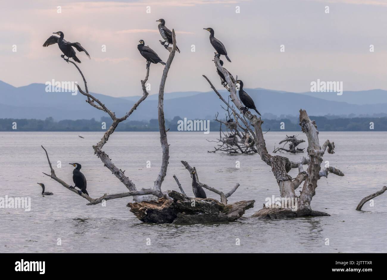 Common Cormorants, Phalacrocorax carbo, roosting and loafing in dead ...