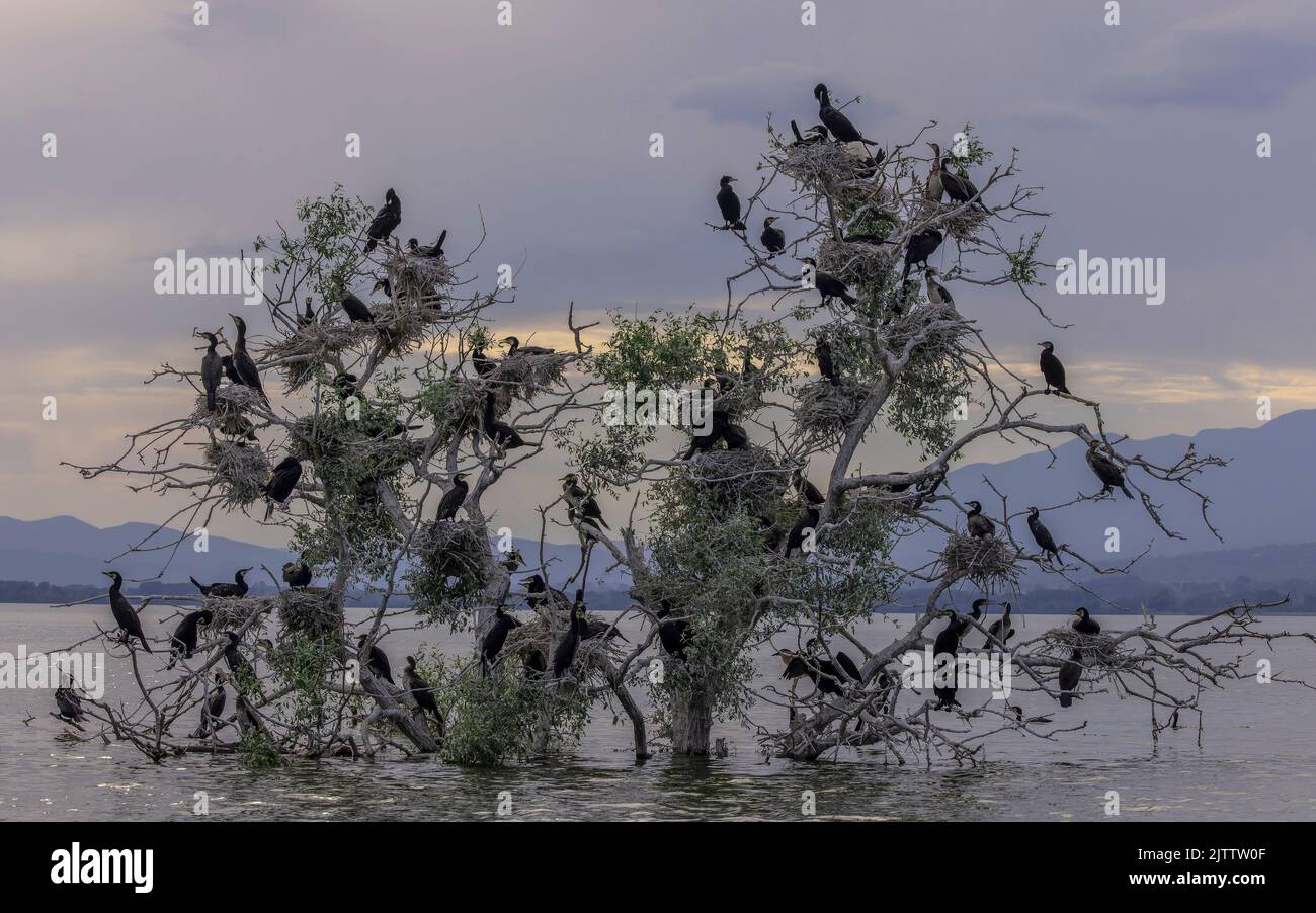 Common Cormorant, Phalacrocorax carbo, breeding tree in Lake Kerkini ...