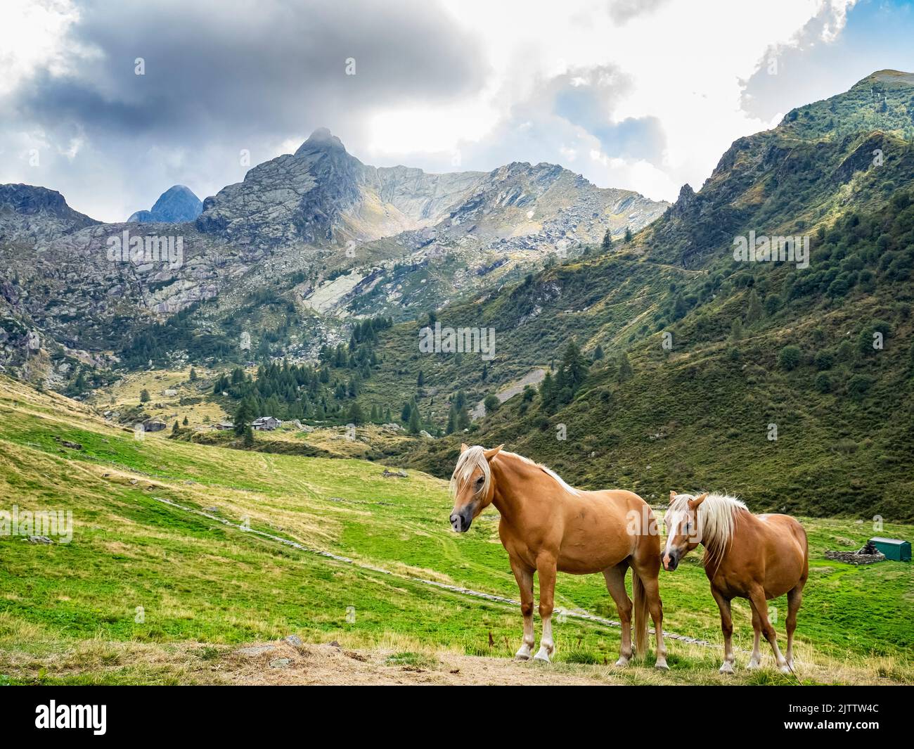 Horses in Valvarrone valley on the Italian alps Stock Photo