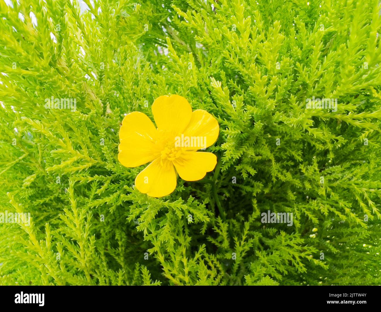 Ranunculus bulbosus, commonly known as bulbous flower clos-up Stock Photo