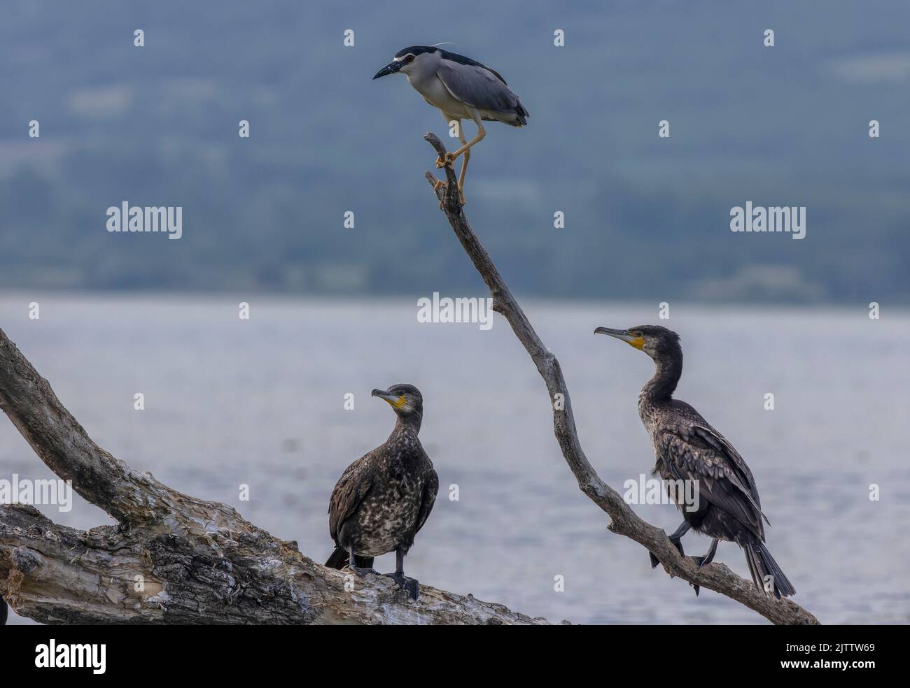 Common Cormorants, Phalacrocorax carbo, with Night Heron roosting and ...