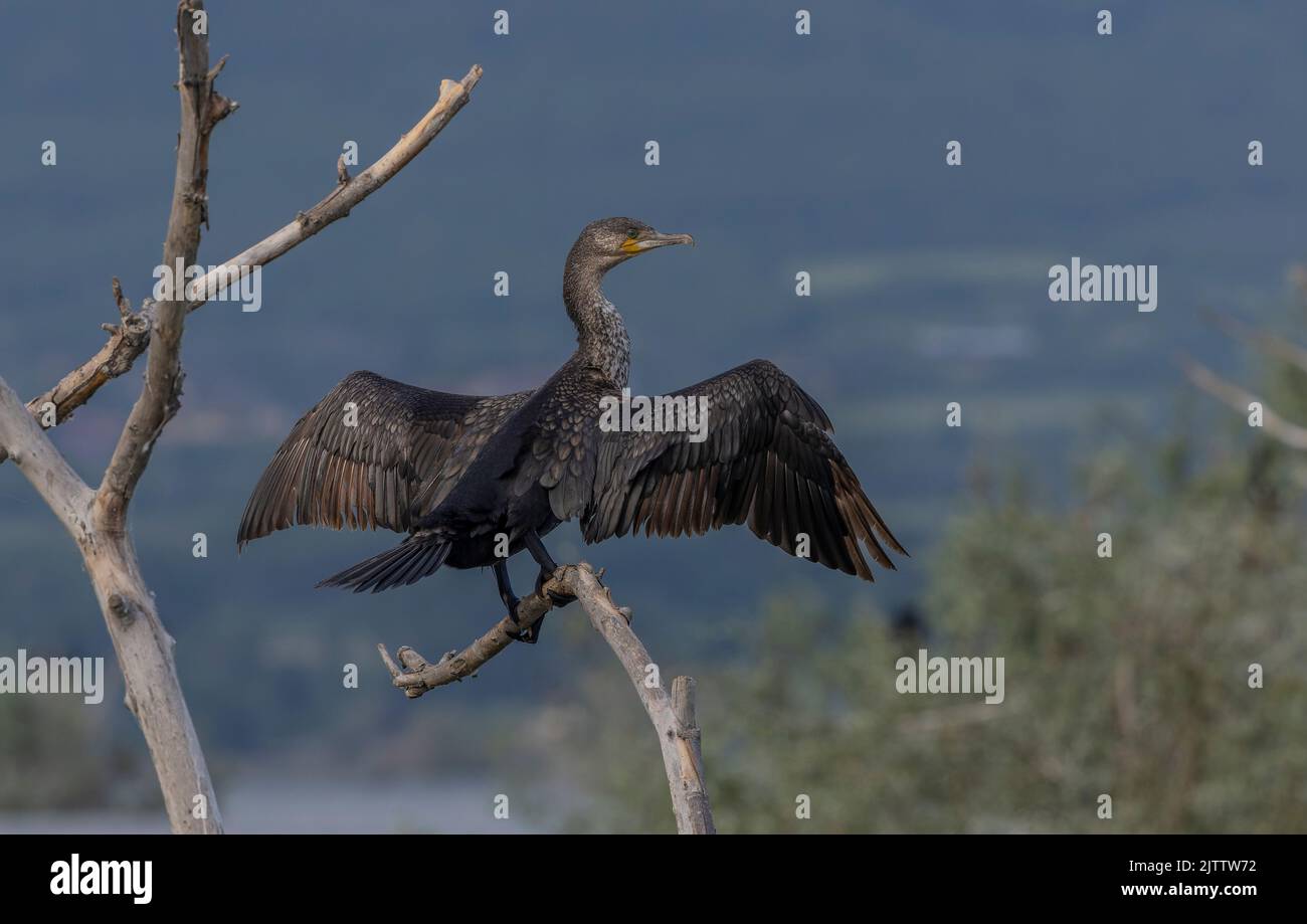 Common Cormorant, Phalacrocorax carbo, perched, in the breeding season ...