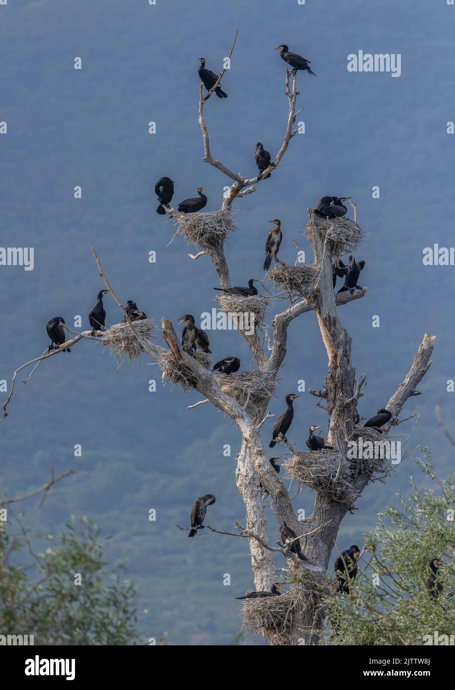 Common Cormorant, Phalacrocorax carbo, breeding tree in Lake Kerkini ...