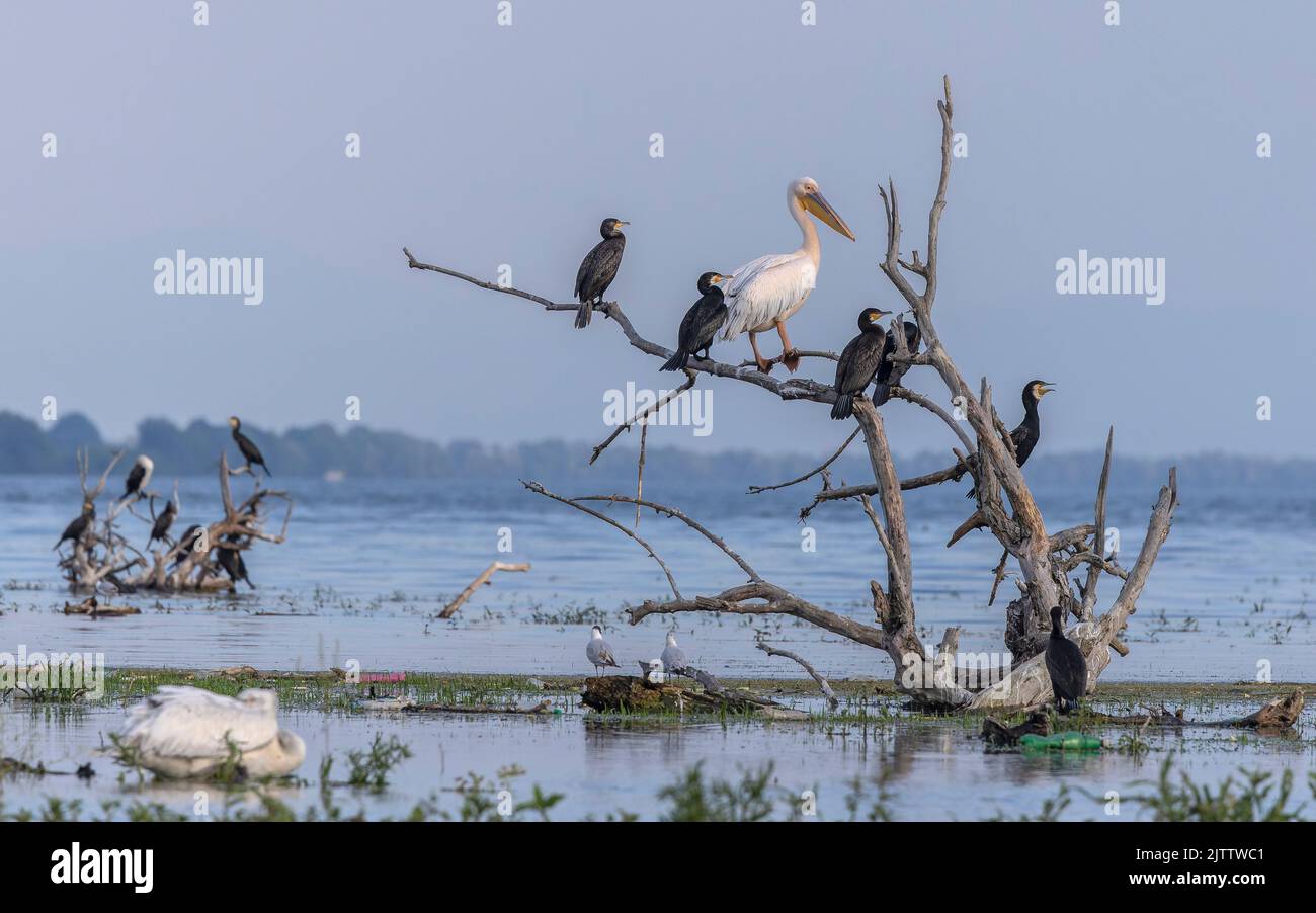 Common Cormorants, Phalacrocorax carbo, and Great White Pelican roosting and loafing in dead tree, breeding season; Lake Kerkini, Greece. Stock Photo