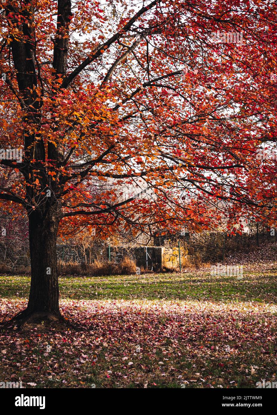 A vertical shot of the red autumn leaves on the tree Stock Photo - Alamy