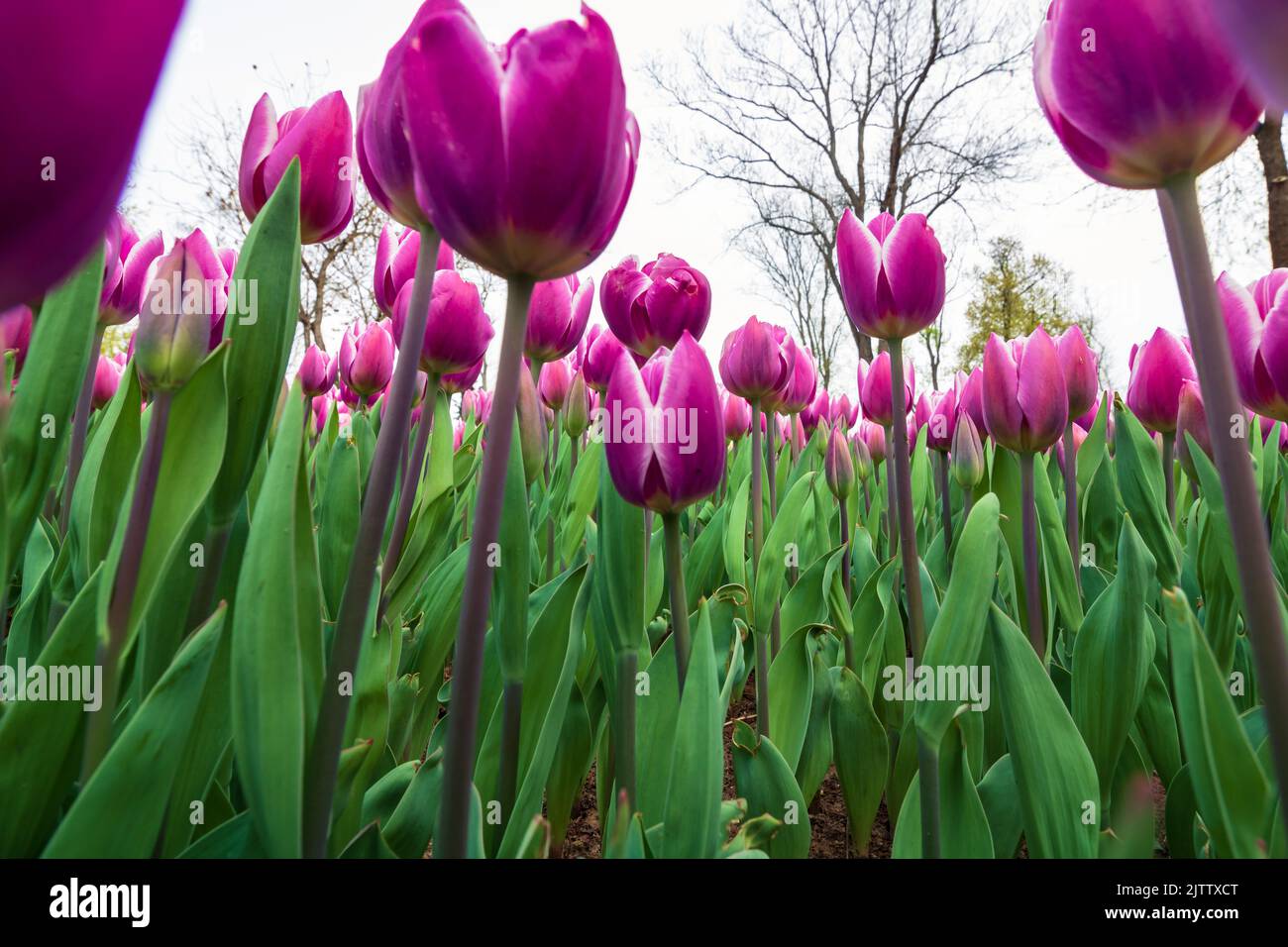 Pink tulips photo. Tulips from below in wide angle view. Spring blossom wallpaper or canvas print photo. Stock Photo