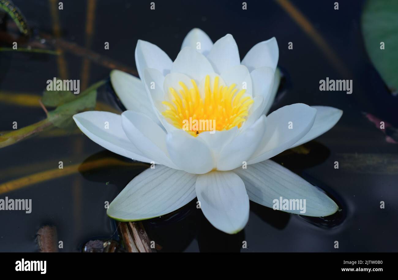 White aquatic plant of the water lily family floating on the water close-up Stock Photo