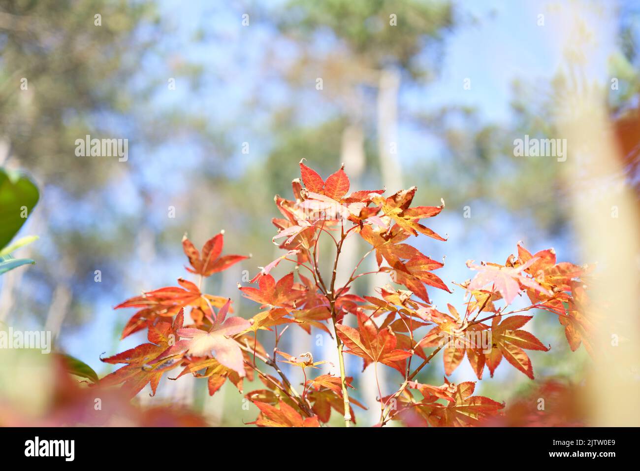 Acer japonicum, Amur maple, Japanese-maple fullmoon maple, Japan southern Korea. Acer tree,Gardeners Dream Acer Orange Red Dream Deciduous palmatum Stock Photo
