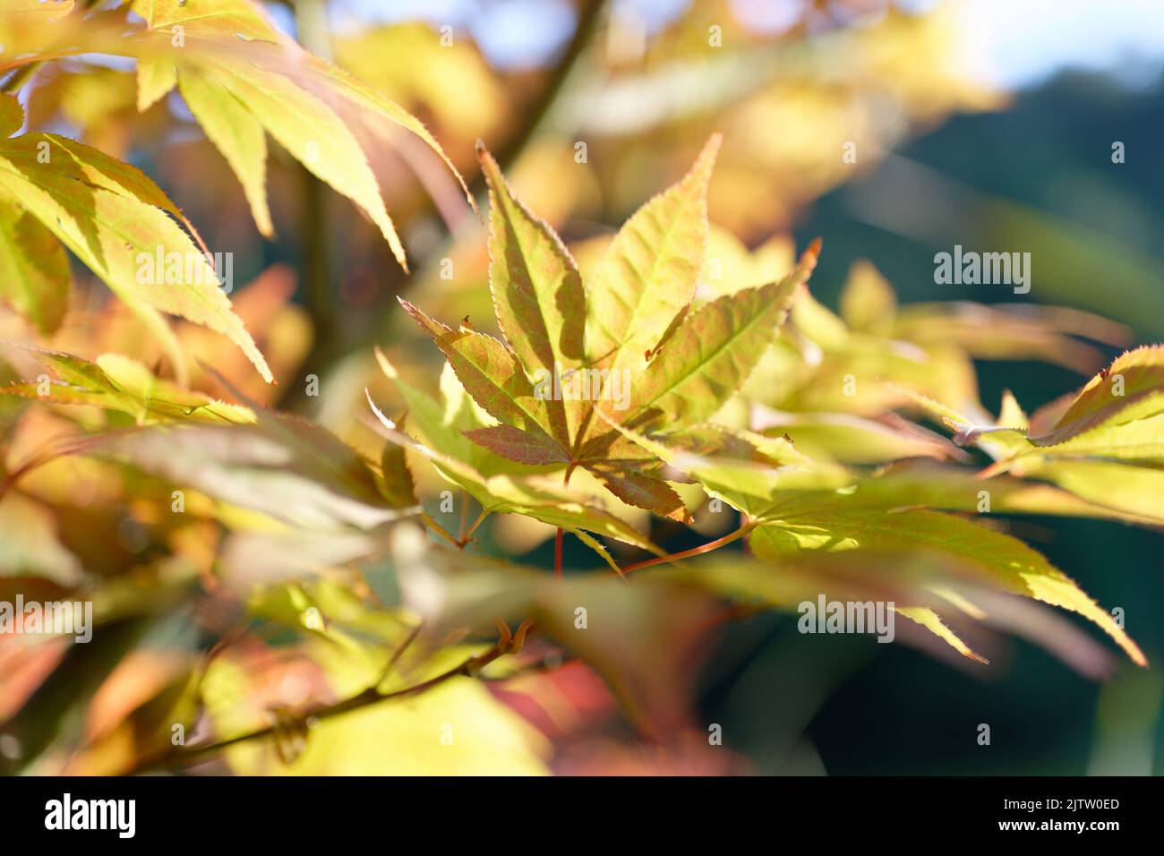 Acer japonicum, Amur maple, Japanese-maple fullmoon maple, Japan southern Korea. Acer tree,Gardeners Dream Acer Orange Red Dream Deciduous palmatum Stock Photo