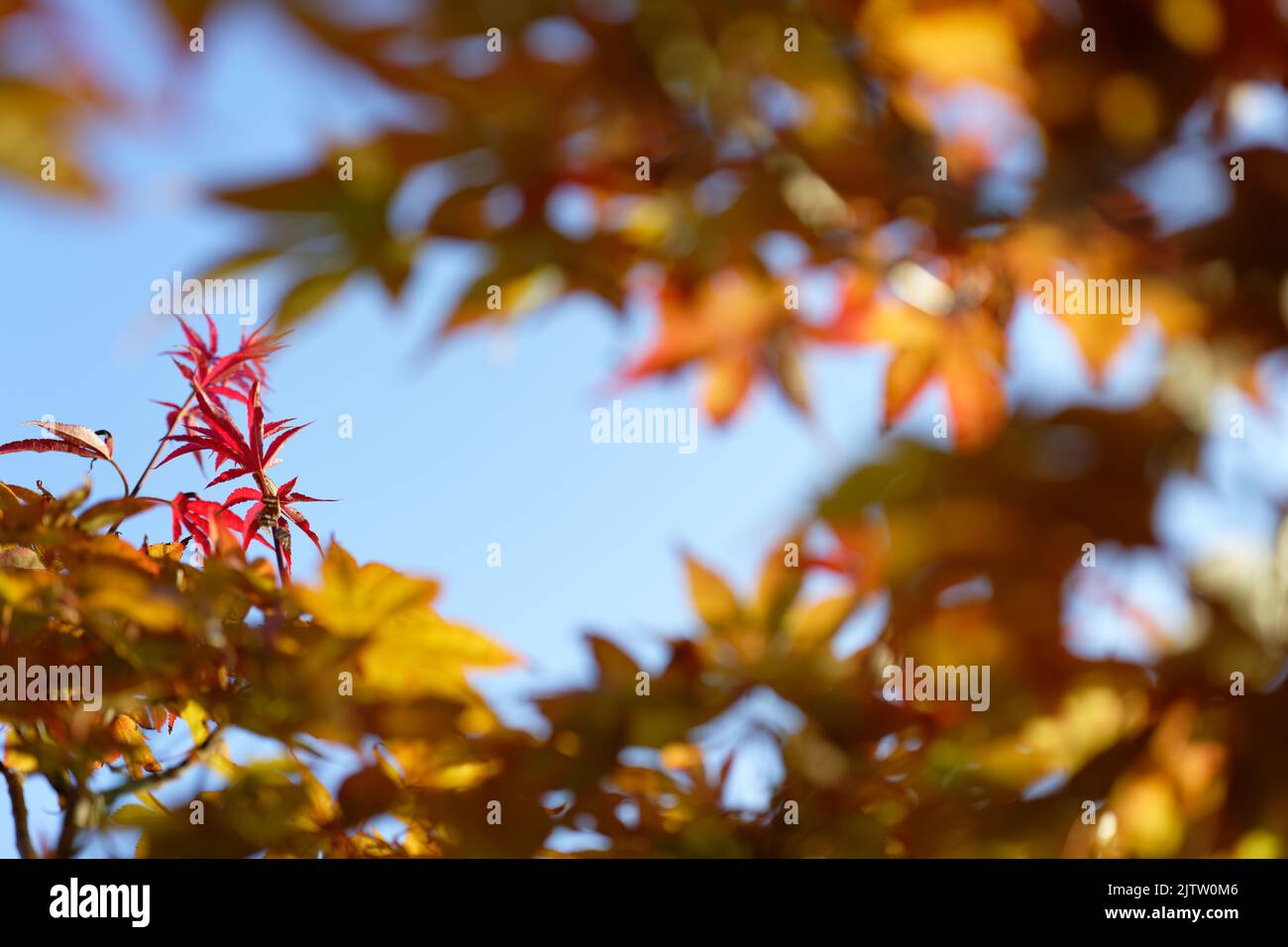 Acer japonicum, Amur maple, Japanese-maple fullmoon maple, Japan southern Korea. Acer tree,Gardeners Dream Acer Orange Red Dream Deciduous palmatum Stock Photo